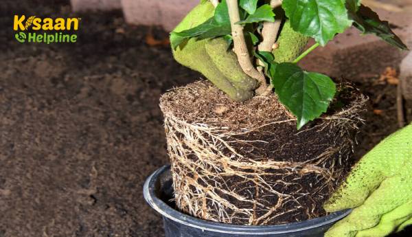 अच्छी उपज प्राप्त करने के लिए सफल प्रत्यारोपण  के लिए टिप्स